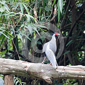 Lophura nycthemera/The silver pheasant