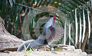 Lophura nycthemera/The silver pheasant