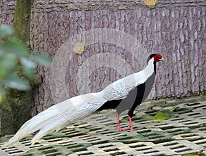 The lophura nycthemera