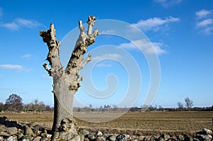 Lopped tree by a field