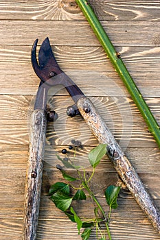 Loppers Pruning Shears Wood Planks Ivy Blackberry Vine Stalk