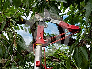 Loppers for pruning trees in the garden