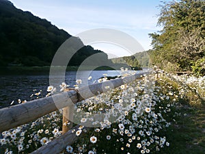 Lopwell Dam and Daisies Growing Wild photo