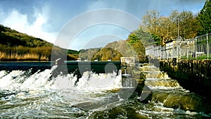 Lopwell Dam, salmonJump River Tavy ,Dartmoor ,Devon photo