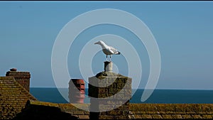 Loquacious seagull flies away