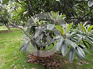 loquat