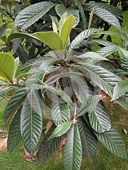 loquat