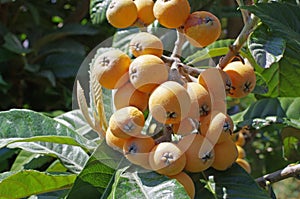 Loquat