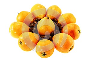 Loquat