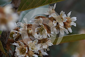 Loquat blossom
