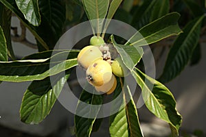 Loquat, Eriobotrya japonica