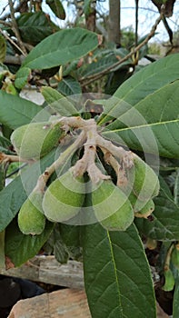 The loquat Eriobotrya japonica green unripe fruits in tree
