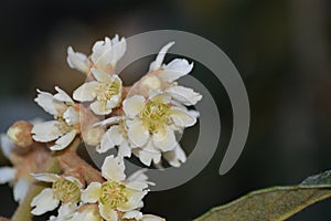 The loquat Eriobotrya japonica nÃÂ­spero tree, closeup white flowers bloom