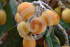 The loquat Eriobotrya japonica orange ripe fruits in tree