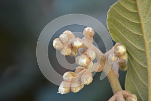 The loquat Eriobotrya japonica nÃ­spero tree white flowers buds