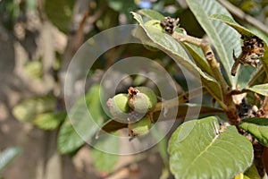The loquat Eriobotrya japonica nÃ­spero unripe fruits tree