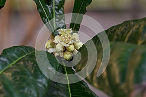 Loquat Eriobotrya japonica white flower and buds