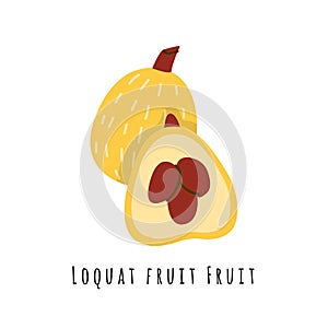 Loquat fruit illustration