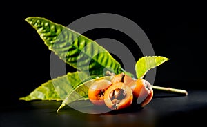 Loquat fruit or Japanese medlars, Nispero, Eriobotrya japonica with leaves fresh ripe bio vegetarian food,