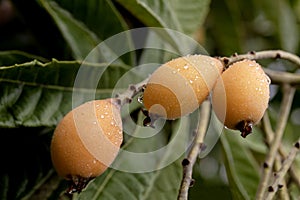 Loquat fruits growing on a branch in the garden close-up