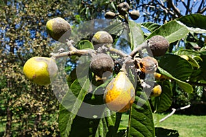 Loquat fuits on a tree, damaged by loquat scab