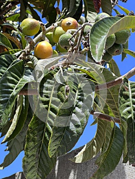 Loquat, Japanese plum, Eriobotrya japonica, evergreen fruit tree