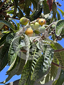 Loquat, Japanese plum, Eriobotrya japonica, evergreen fruit tree