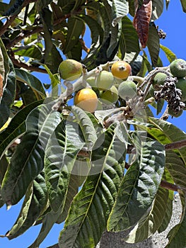 Loquat, Japanese plum, Eriobotrya japonica, evergreen fruit tree