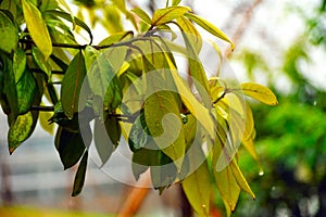 Loquat leaves are tender yellow, and raindrops condense at the leaf tips.