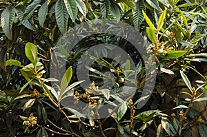 Loquat, loquat flower