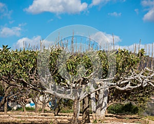 Loquat tree