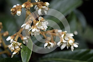 Loquat tree in bloom