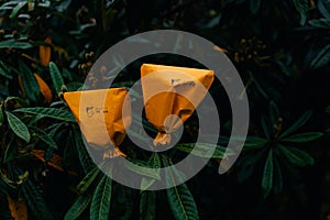 Loquat tree covered with a bag