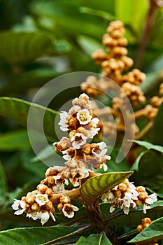 Loquat tree with flower