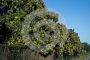 Loquat tree with fruits