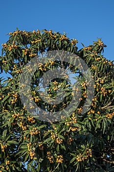 Loquat tree with fruits