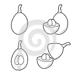 Loquat Vector Illustration Hand Drawn Fruit Cartoon Art