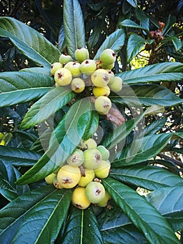 Loquats (Eriobotrya japonica) on a loquat tree. It is a tree from the Rosaceae family.