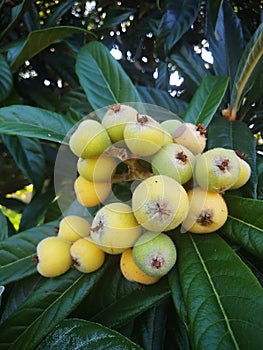 Loquats (Eriobotrya japonica) on a loquat tree. It is a tree from the Rosaceae family.