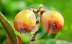Loquats hanging on a branch