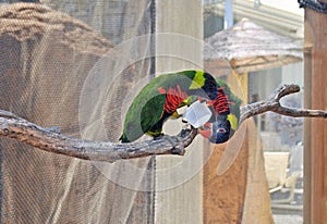 Lorakeets Playing