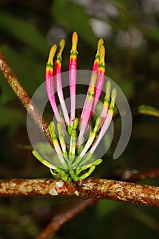 Loranthaceae, Chorla, India