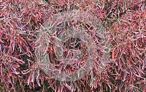 Loranthaceae trees at the park