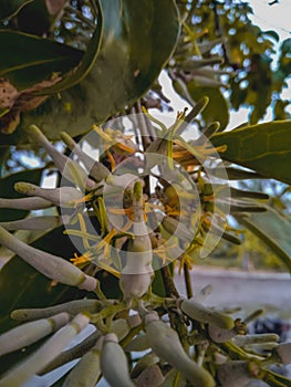 Loranthaceae, A type of fern that damages the development of trees