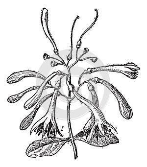 Loranthaceae, vintage engraving