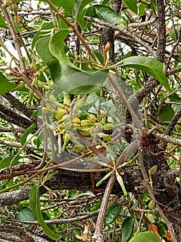 Loranthus obligate parasitic plant that lives and grows on tree trunks of other plants.
