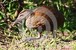 a lord howe woodhen that is standing in the grass on Lord Howe Island in Australia