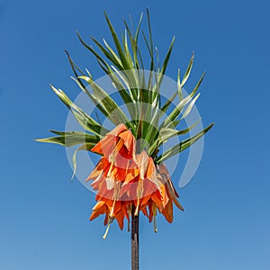 Lordly Crown Imperial or Fritillaria imperialis against blue sky photo