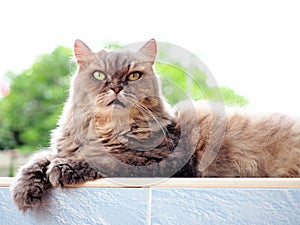 Lordly eye from gray persian cat photo
