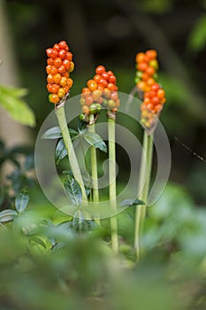 Lords-and-Ladies; Arum maculatum